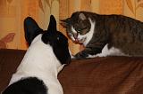 BOULEDOGUE DRANCAIS ET CHAT 008